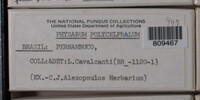 Physarum polycephalum image